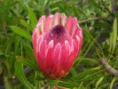 Protea Longifolia